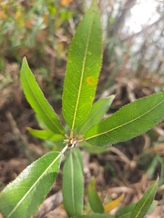 Salix triandra