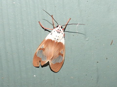 Amerila crokeri