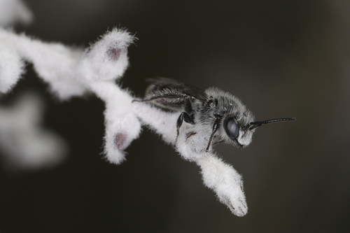 Leioproctus conospermi