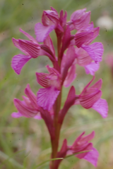 Anacamptis papilionacea grandiflora