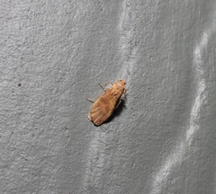 Lambula obliquilinea