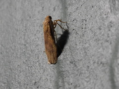 Lambula obliquilinea