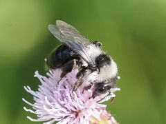 Andrena cineraria