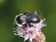 Andrena cineraria