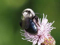 Andrena cineraria