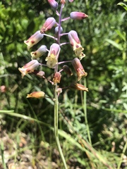Lachenalia hirta