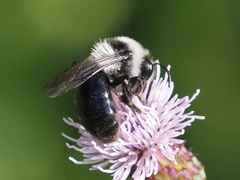 Andrena cineraria