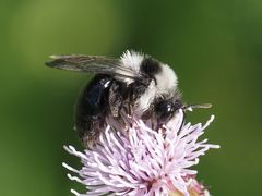 Andrena cineraria