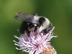 Andrena cineraria