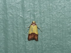 Heteroteucha kershawi