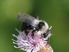 Andrena cineraria