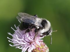 Andrena cineraria
