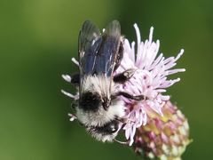 Andrena cineraria