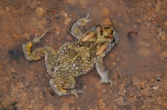 Vandijkophrynus angusticeps