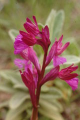 Anacamptis papilionacea grandiflora