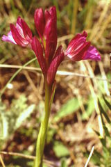 Anacamptis papilionacea grandiflora