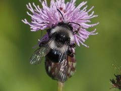 Andrena cineraria