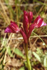 Anacamptis papilionacea grandiflora