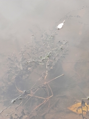 Potamogeton perfoliatus
