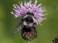 Andrena cineraria