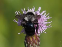 Andrena cineraria