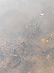 Potamogeton perfoliatus