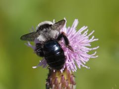 Andrena cineraria