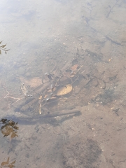 Potamogeton perfoliatus