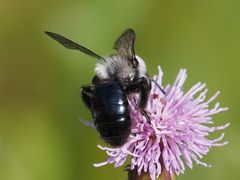 Andrena cineraria
