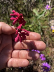 Silene ornata