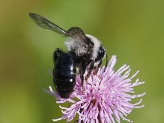 Andrena cineraria