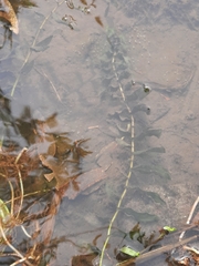 Potamogeton perfoliatus