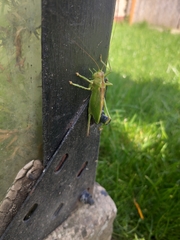 Tettigonia cantans