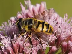 Myathropa florea