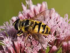 Myathropa florea