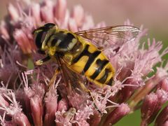 Myathropa florea