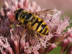 Myathropa florea