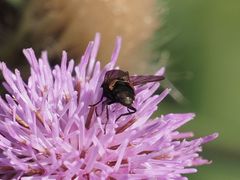 Phasia barbifrons