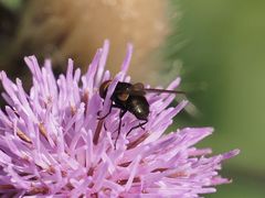 Phasia barbifrons