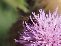 Phasia barbifrons