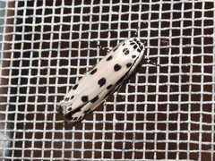 Ethmia sphaerosticha