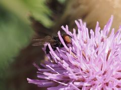 Phasia barbifrons