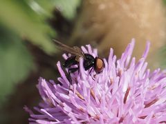 Phasia barbifrons