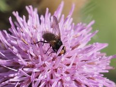 Phasia barbifrons