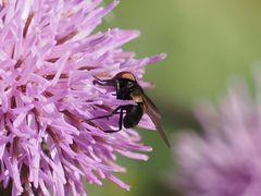 Phasia barbifrons