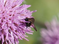 Phasia barbifrons
