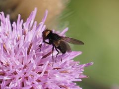 Phasia barbifrons