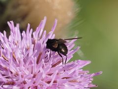 Phasia barbifrons
