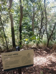 Dendrocnide moroides