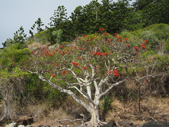 Erythrina variegata